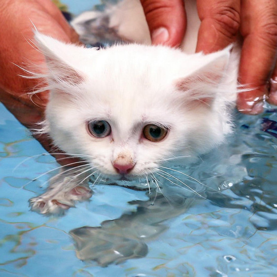 Какие кошки любят плавать и не боятся воды?