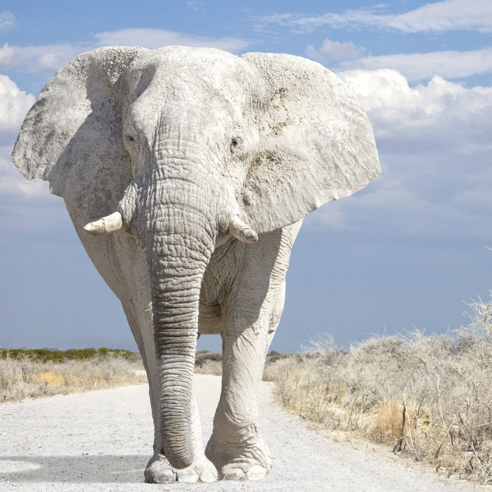 Что дарили сиамские короли неугодной знати?