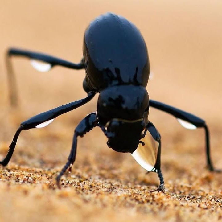 Какое стихийное бедствие благоприятно для размножения жуков Melanophila acuminata?