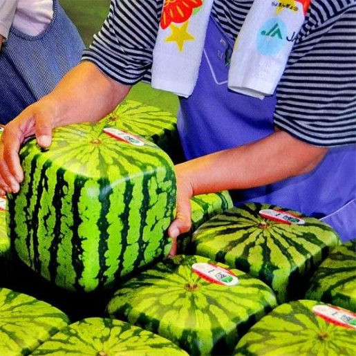 Где можно купить кубический арбуз?