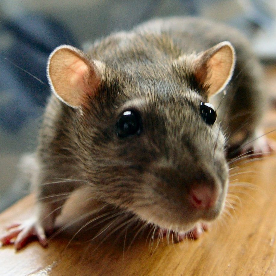 У каких млекопитающих глаза могут двигаться не синхронно, а в разные стороны?