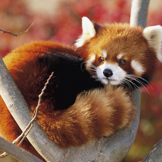 Какое животное изображено на логотипе браузера Mozilla Firefox?