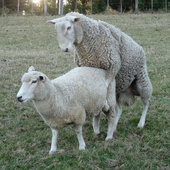 У каких животных бета-самцы могут иметь больше шансов на спаривание, чем альфа-самцы?