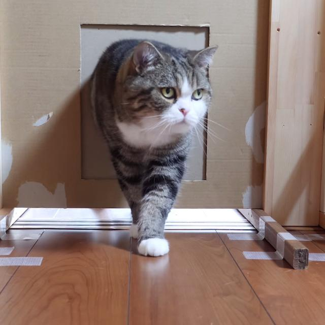 Что влияет на способность кошек проникать в узкие отверстия?