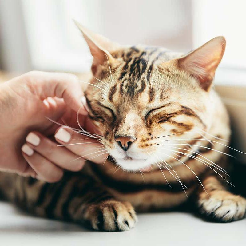 Какие процессы кошки могут сопровождать мурлыканьем?
