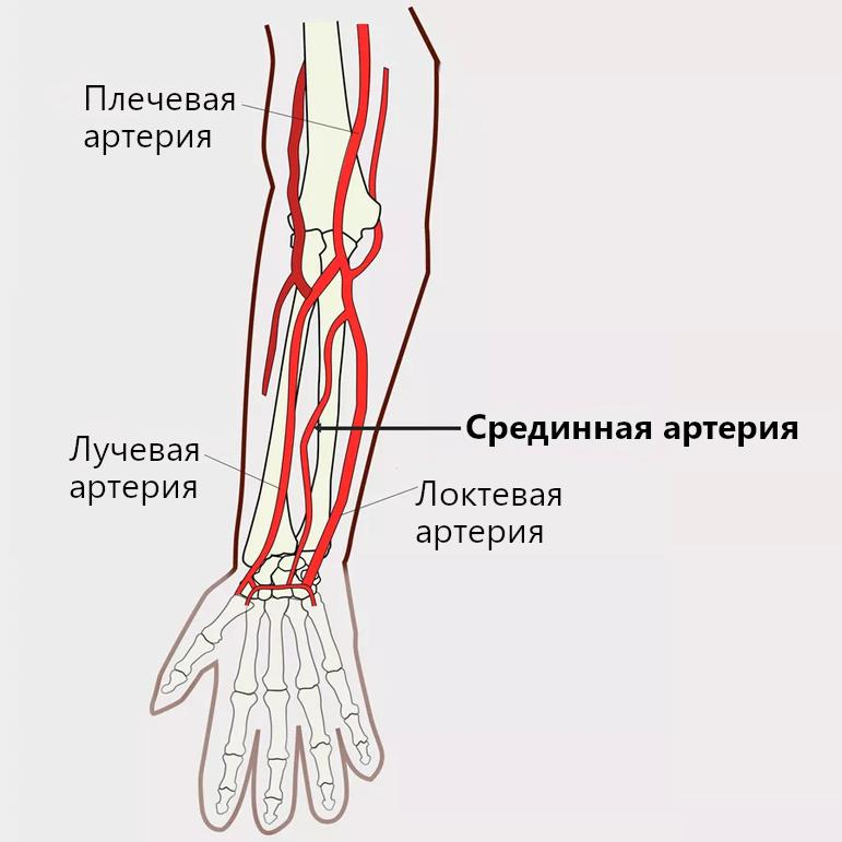 По какому признаку руки человека быстро эволюционировали за последнее столетие?
