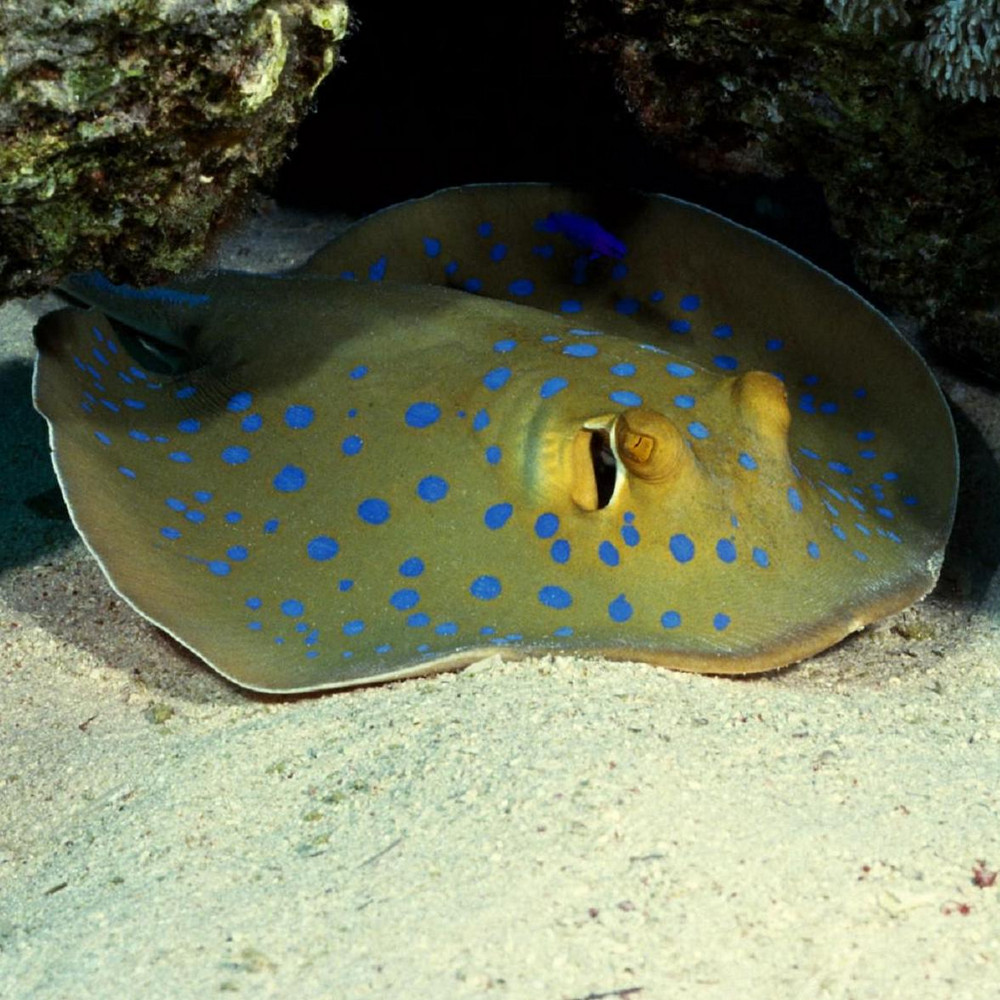 Каких животных использовали древние греки для анестезии?