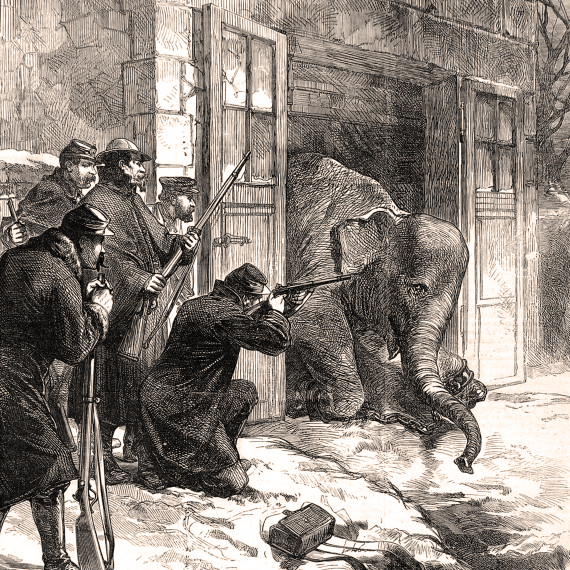 Зачем парижане в 1870 году съели двух слонов из зоопарка?